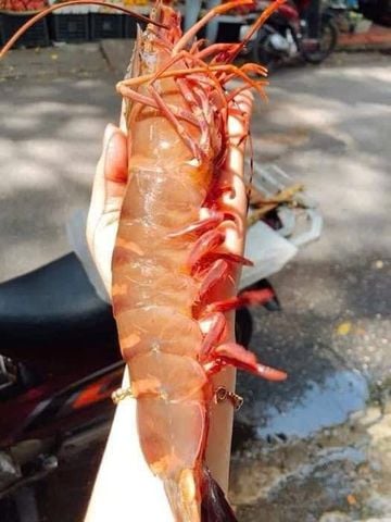  Tôm sú Cụ 4 con/kg 