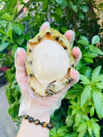  Nõn bào ngư Úc Viền Xanh VIP 3-4 Con/kg (giá bán 10g) 