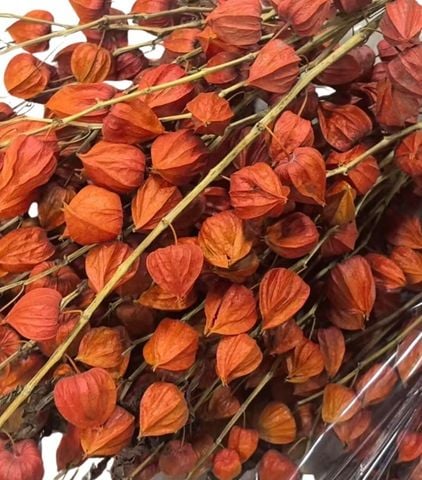 Hoa lồng đèn khô