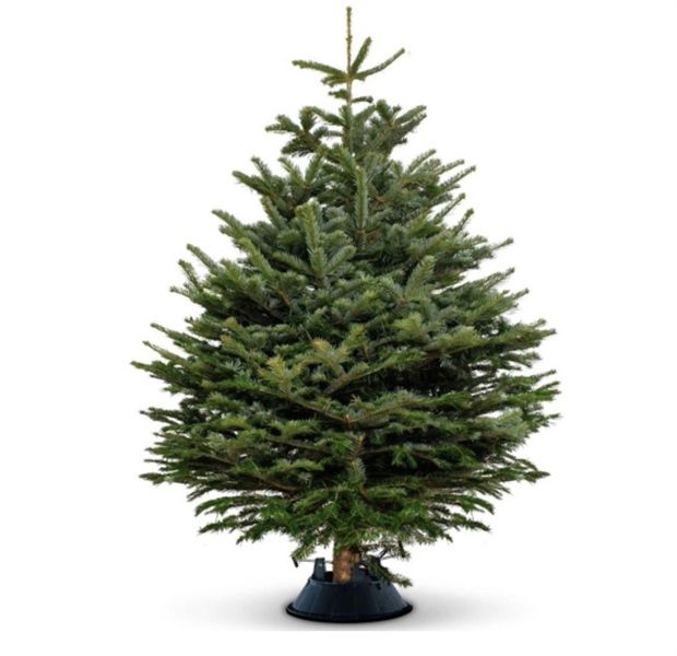Cây thông tươi Đan Mạch 175-200cm (size 4)