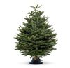 Cây thông tươi Đan Mạch 175-200cm (size 4)