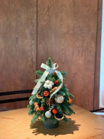 Chậu thông tươi cắm cành tạo hình cây thông H40cm