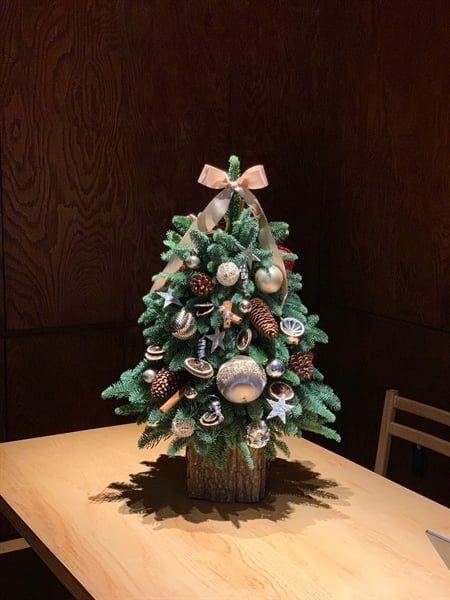 Cây thông tươi Đan Mạch cắm cành H75xW50cm