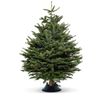Cây thông tươi Đan Mạch 200-225cm (size 5)