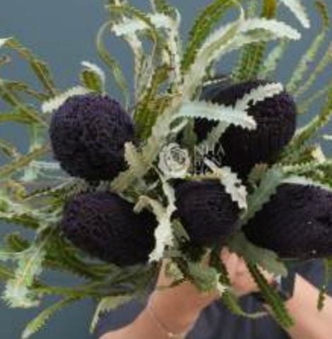 Banksia nhuộm đen