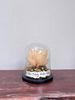 Dome thuỷ tinh hoa sen trắng| M180044S