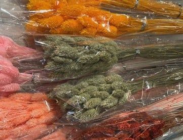 Phalaris TQ - màu tự nhiên
