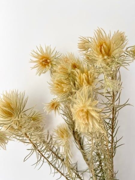Phylica