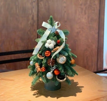 Chậu thông tươi cắm cành tạo hình cây thông H40cm