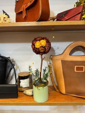 Chậu hoa bất tử