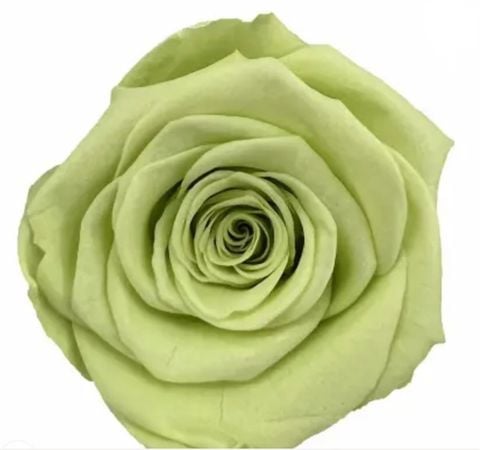 Hoa hồng preserved xanh lá LIGHT GREEN - M (4-5cm)