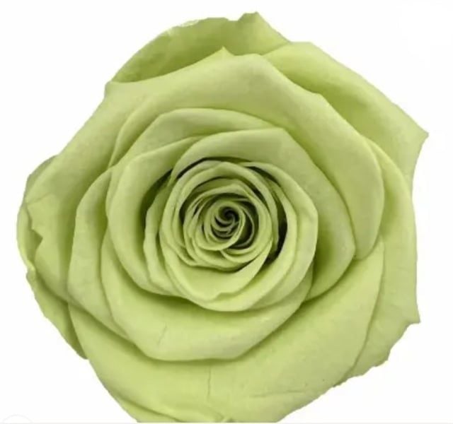 Hoa hồng preserved xanh lá LIGHT GREEN - M (4-5cm)