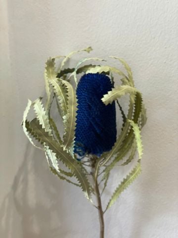 Banksia Hookeriana nhuộm xanh dương