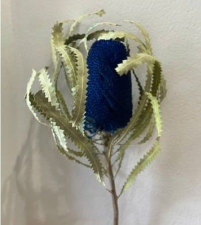 Banksia Hookeriana nhuộm xanh dương