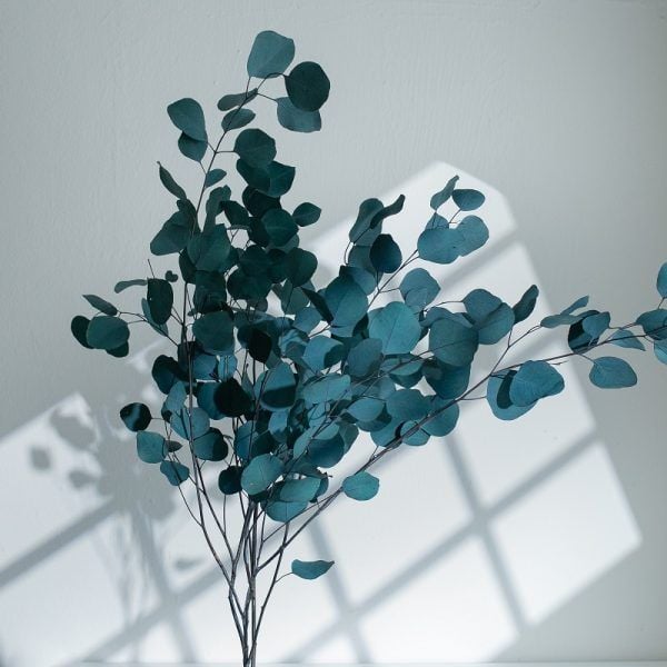 Lá Đô La Preserved-Xanh Lá Đậm (bó) (Eucalyptus populus)