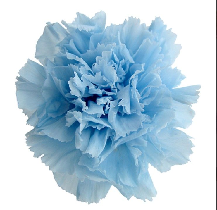 Cẩm chướng preserved màu xanh LIGHT BLUE -M-