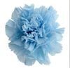 Cẩm chướng preserved màu xanh LIGHT BLUE -M-