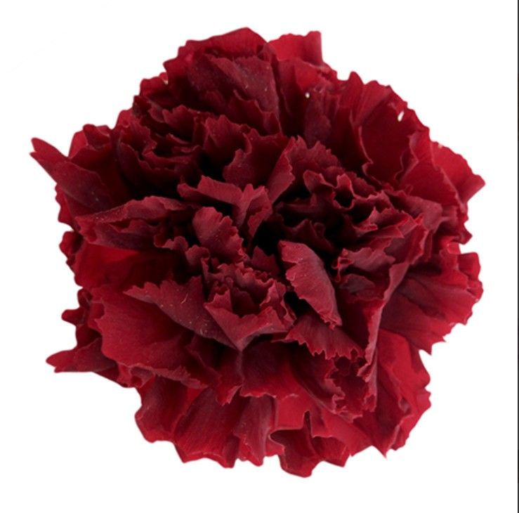 Cẩm chướng preserved màu đỏ 4-5cm