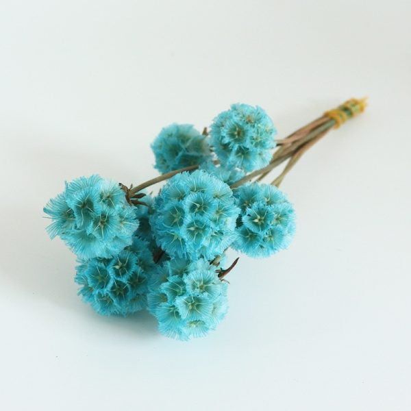 Scabiosa preserved màu xanh biển