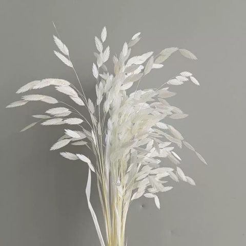 Cỏ tứ giác Bromus bleached - trắng
