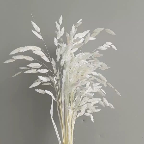 Cỏ tứ giác Bromus bleached - trắng