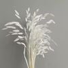 Cỏ tứ giác Bromus bleached - trắng