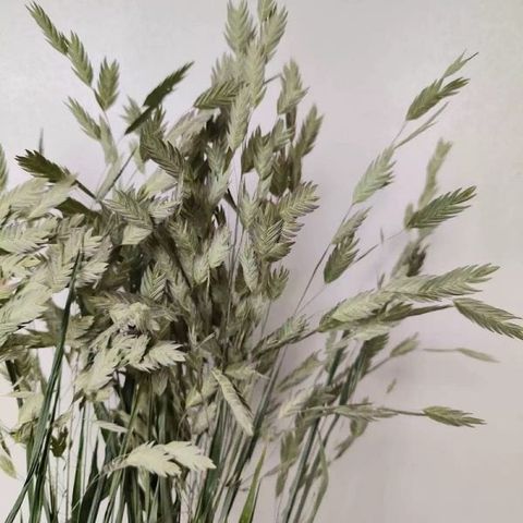 Cỏ Bromus Sea-oat khô