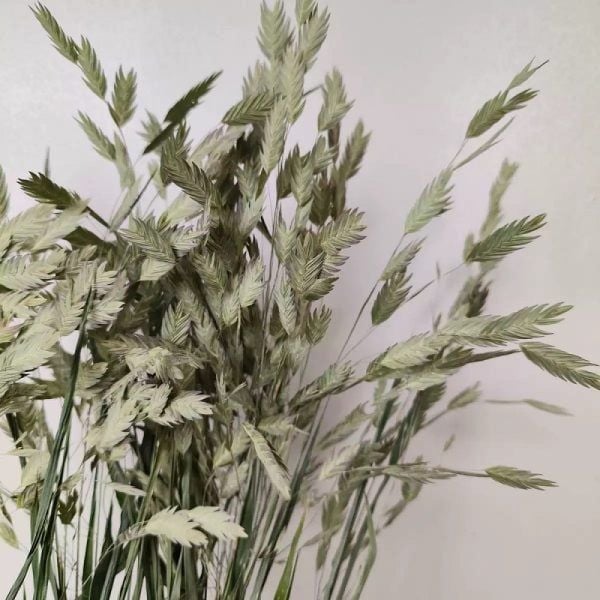 Cỏ Bromus Sea-oat khô