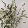 Cỏ Bromus Sea-oat khô