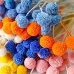 Billy button mini nhiều màu