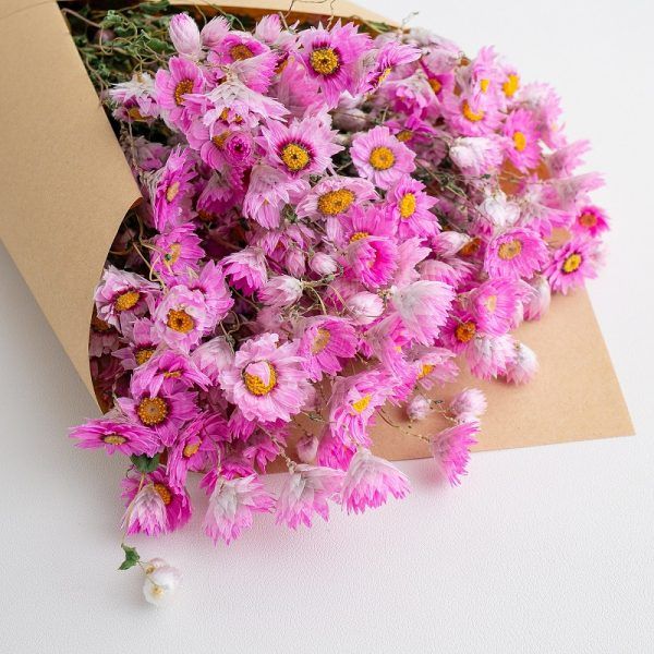 Cúc Rhodanthe - hồng