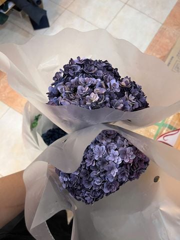 Tú cầu cánh kép preserve nhiều màu