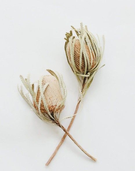Banksia hookeriana (lá nhỏ)-tự nhiên