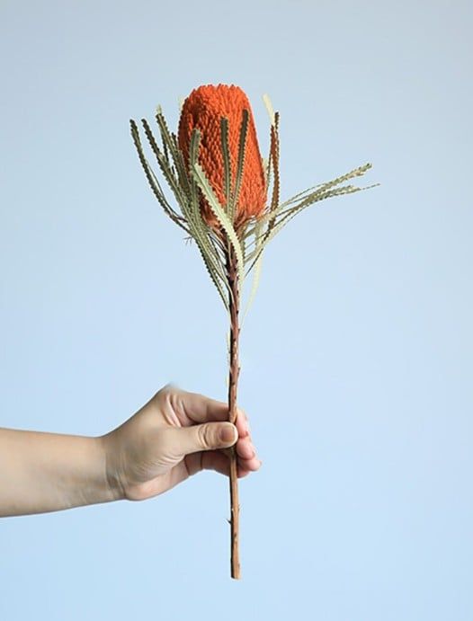 Banksia hookeriana (lá nhỏ)-cam
