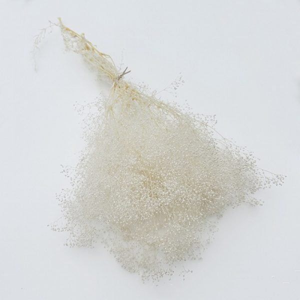 Hoa ngàn sao Broom Bloom - trắng