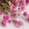 Cúc bách nhật - màu hồng-tím