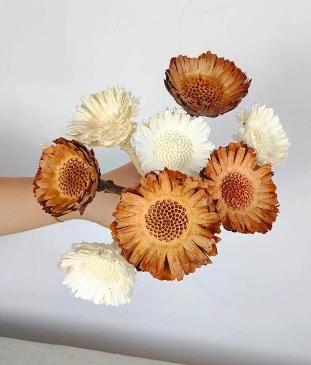 Protea compacta-nhiều màu