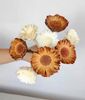 Protea compacta-nhiều màu