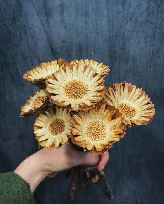 Protea compacta-tự nhiên