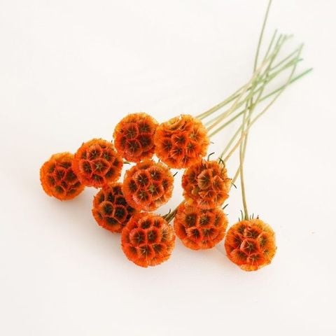 Scabiosa khô màu đỏ
