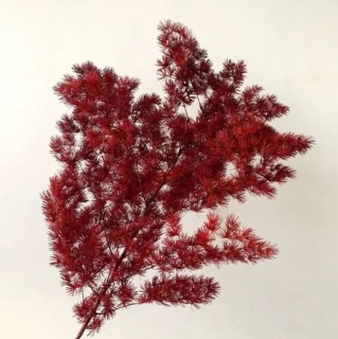 Preserved Asparagus Fern - burgundy