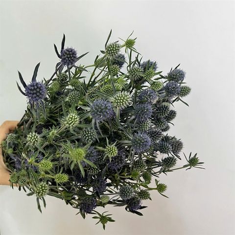 Nhím biển TQ nhí