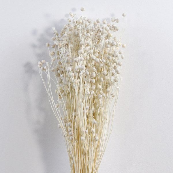 Linum-màu trắng