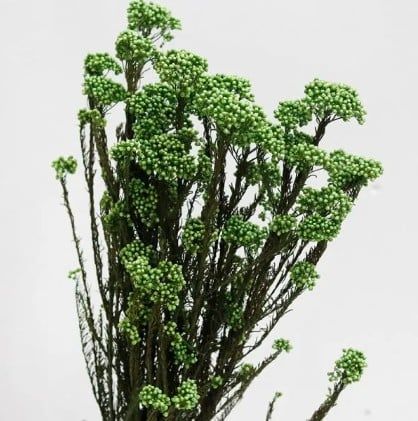 Hoa gạo nhuộm xanh lá