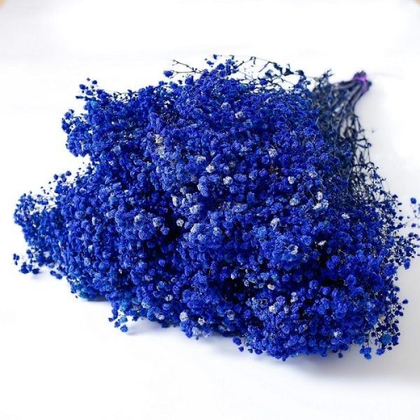 Hoa bi tẩy nhuộm màu - xanh
