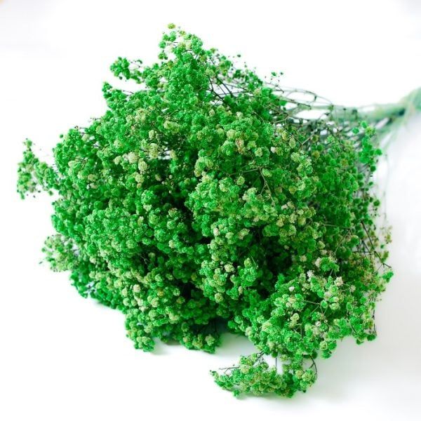 Hoa bi tẩy nhuộm màu - xanh lá