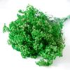 Hoa bi tẩy nhuộm màu - xanh lá