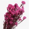 Hoa gạo- màu hồng đậm