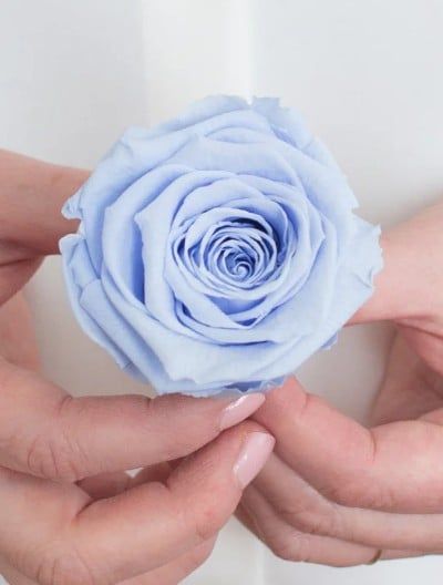 Hoa hồng preserved-M- xanh baby blue