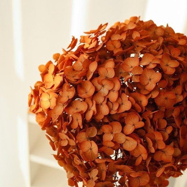 Tú cầu cành preserved - cam